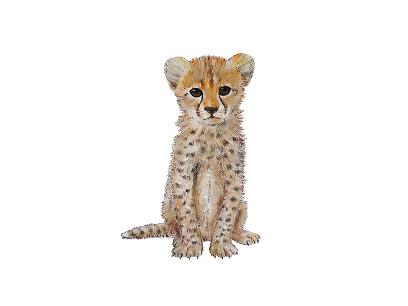 SABANNA-CHEETAH