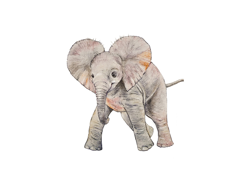 SABANNA-ELEPHANT
