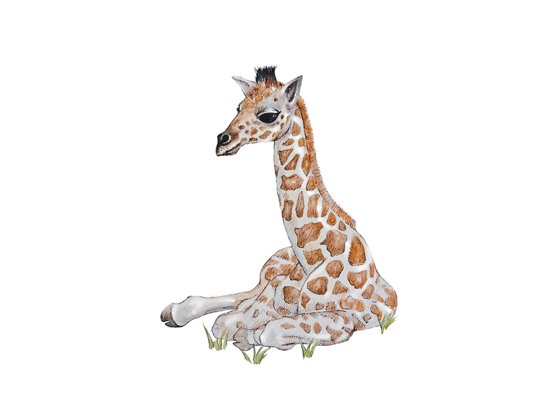 SABANNA-GIRAFFE